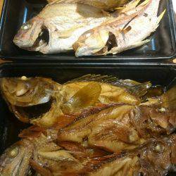 リトルワン 釣果