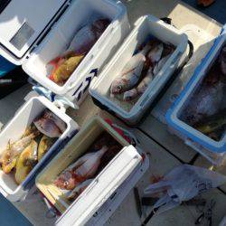 リトルワン 釣果