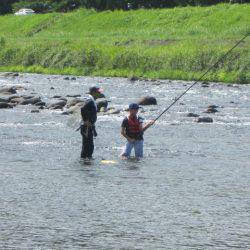 狩野川(狩野川漁業協同組合) 釣果