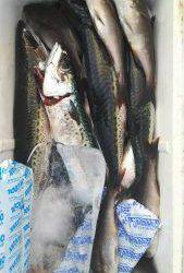 伊豆下田フィッシング 釣果