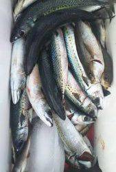 伊豆下田フィッシング 釣果