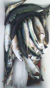 伊豆下田フィッシング 釣果