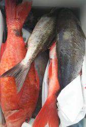 伊豆下田フィッシング 釣果