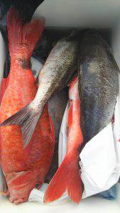 伊豆下田フィッシング 釣果