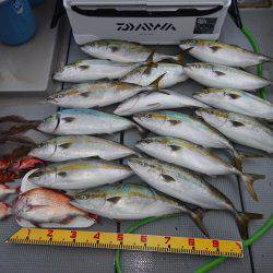 sea boss シーボス 釣果