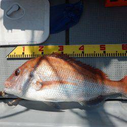 sea boss　シーボス 釣果