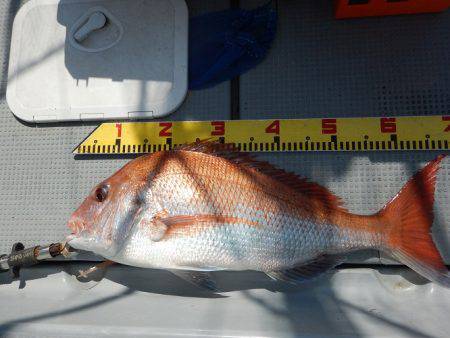 sea boss　シーボス 釣果