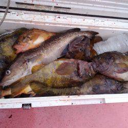 第八平成丸 釣果