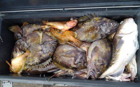 第八平成丸 釣果