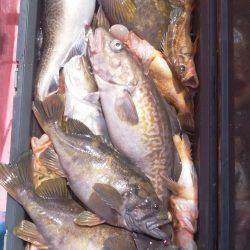 第八平成丸 釣果