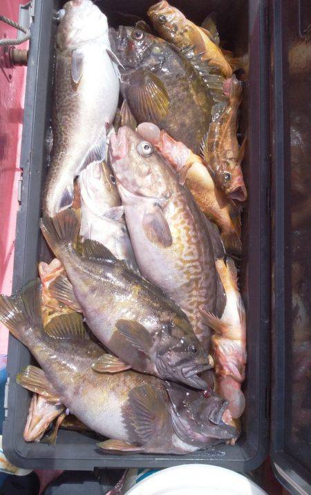 第八平成丸 釣果