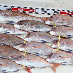 松本釣船２ 釣果