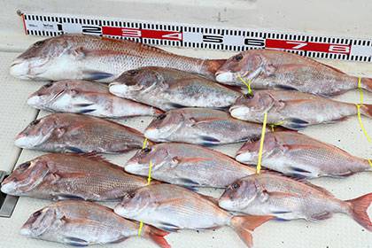 松本釣船２ 釣果