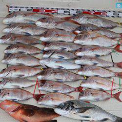 松本釣船2 釣果