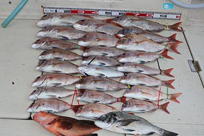 松本釣船２ 釣果