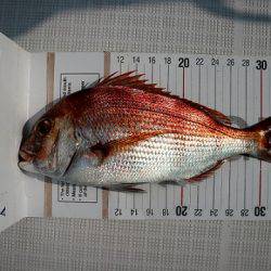 フルコンタクト 釣果