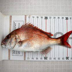 フルコンタクト 釣果