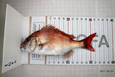 フルコンタクト 釣果