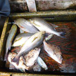 海釣り公園みかた 釣果