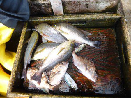 海釣り公園みかた 釣果