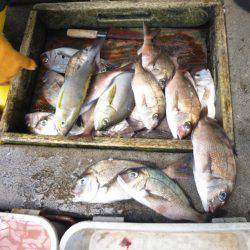 海釣り公園みかた 釣果