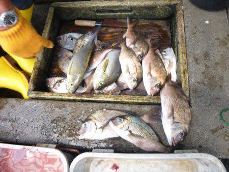 海釣り公園みかた 釣果