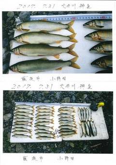 大井川（大井川(非)漁業協同組合） 釣果