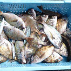 海釣り公園みかた 釣果