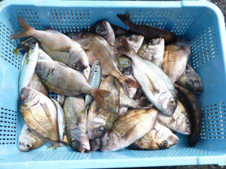 海釣り公園みかた 釣果