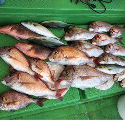 利弥丸（としやまる） 釣果