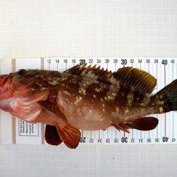 フルコンタクト 釣果