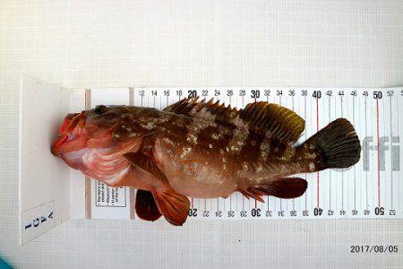 フルコンタクト 釣果