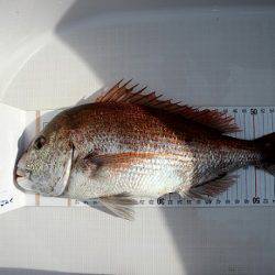 フルコンタクト 釣果