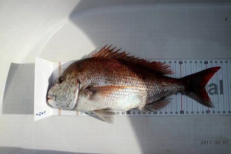 フルコンタクト 釣果