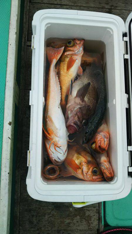 モンロー号 釣果