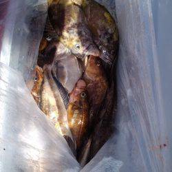 第八平成丸 釣果