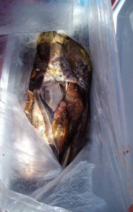 第八平成丸 釣果