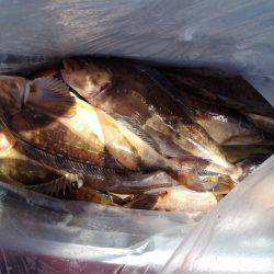 第八平成丸 釣果