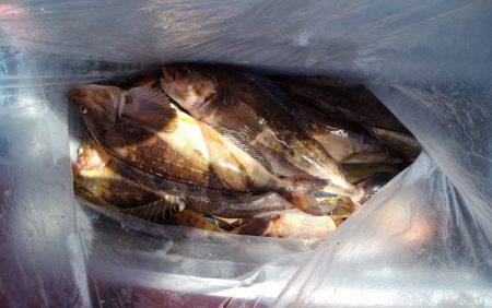 第八平成丸 釣果