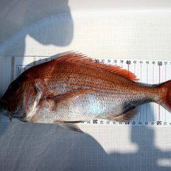 フルコンタクト 釣果