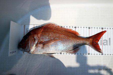 フルコンタクト 釣果