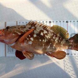 フルコンタクト 釣果