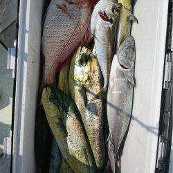 マタウマリンサービス 釣果