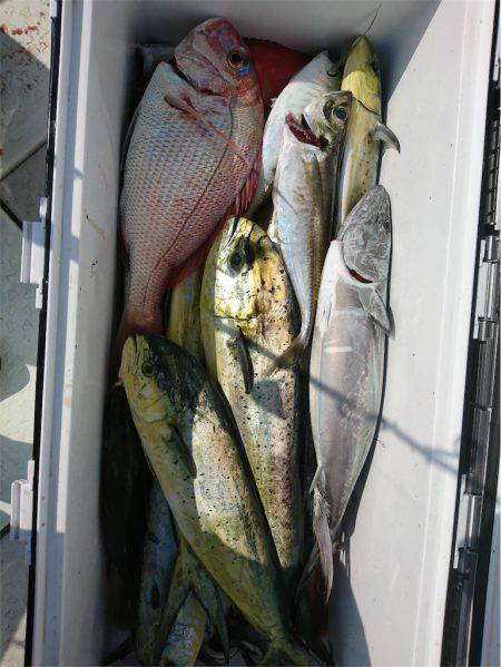 マタウマリンサービス 釣果