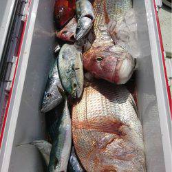 マタウマリンサービス 釣果