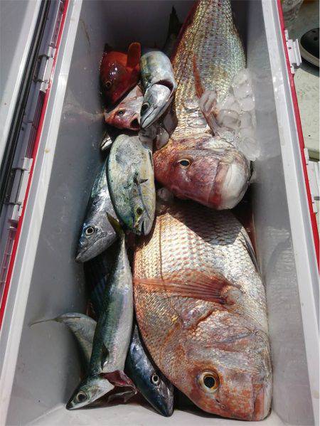 マタウマリンサービス 釣果