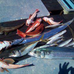 ファイヤードルフィン 釣果