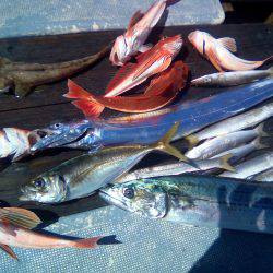 ファイヤードルフィン 釣果