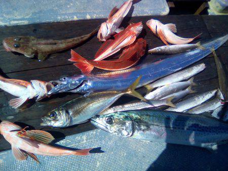 ファイヤードルフィン 釣果