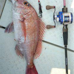 マタウマリンサービス 釣果